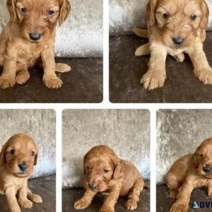 Admirable Cockapoos puppies