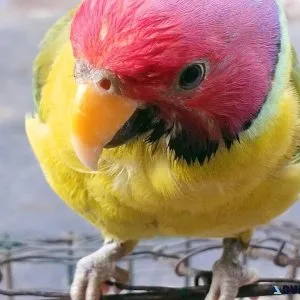 Plum Headed Parakeet