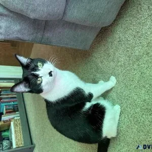 Free one year old declawed tuxedo cat