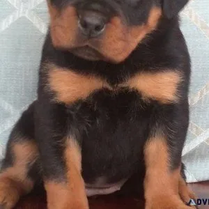 lost every German rottweiler puppies for Sale
