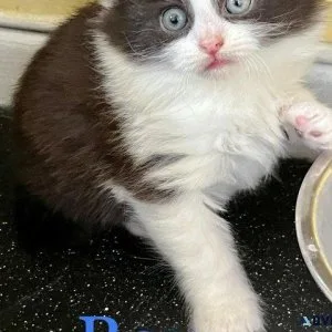 Beautiful part maincoon kittens