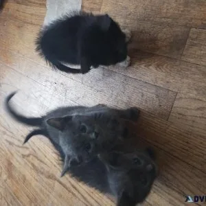 Kittens for rehome