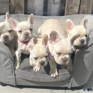 3 girls 1 boy Frenchies