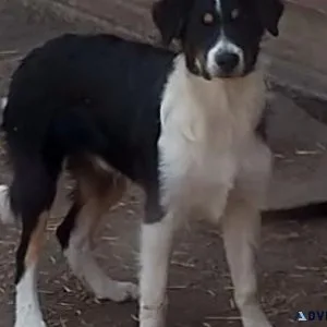 Border Collie Aussie