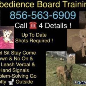 A dog trainer obedience is
