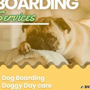 Dog boarding services in chennai