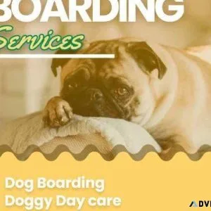 Dog boarding services in chennai