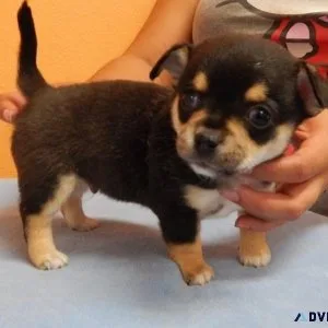 Fabulous Chihuahua puppies