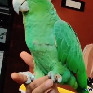 Southern Mealy Amazon Parrot