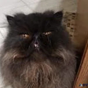 Black Male Persian