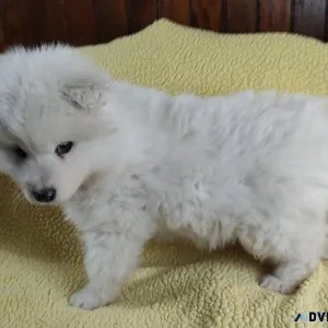 Charming   Samoyed Pups