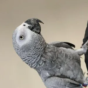 Hand reard African grey parrot set up