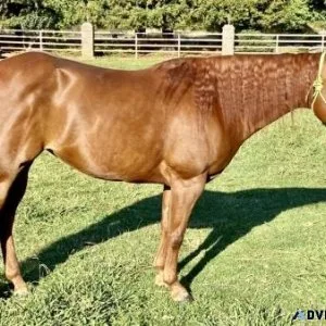 IKES KINDA PLAYGIRL (Stacy) Sorrel AQHA Quarter Horse Mare