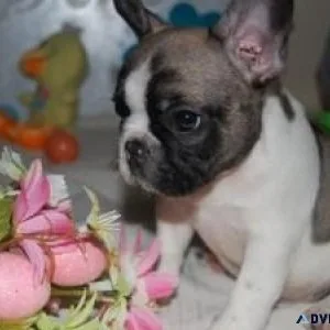 Two Beautiful French Bulldog Puppies