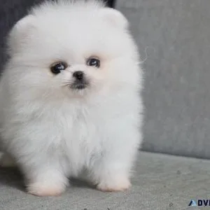 Fedjj Pomeranian puppies for sale