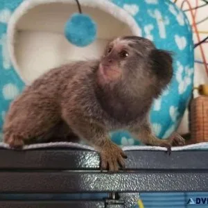 Marmoset Monkeys