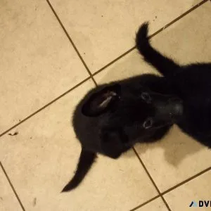 German Shepherd puppies