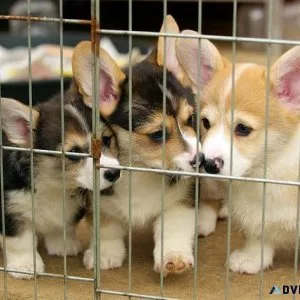 vgrj Pembroke Welsh Corgi Puppies