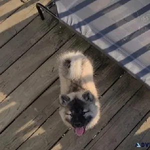 KeeshondLonghair Shiba inu