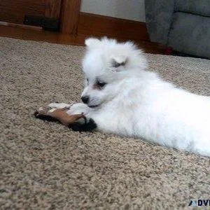 Playful American Eskimo puppies ready now