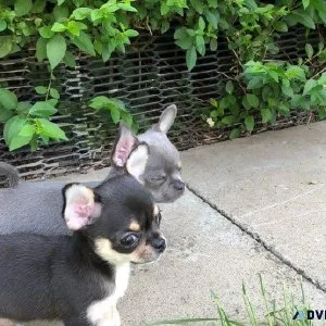bhrtj Chihuahua Puppies