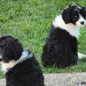 Aussiedoodles