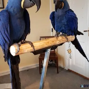 Hyacinth Macaw Babies