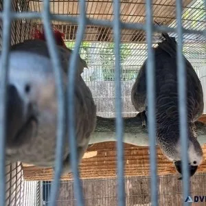 Africangrey male and female