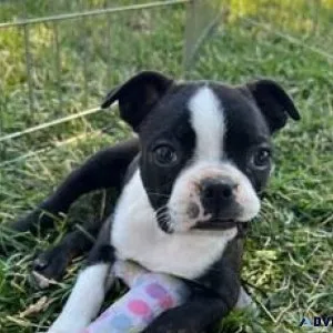 Boston Terrier puppies