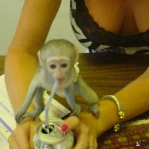Capuchin Monkey