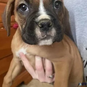 Daisey Boxer Puppy