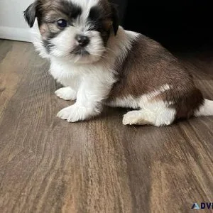 zsvg Super Shih tzu puppies