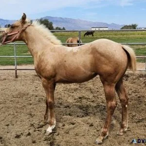 Horses For Sale Palomino Filly