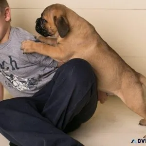 Bullmanstiff puppies