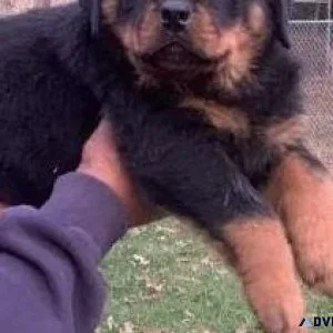 German Rottweiler puppies available