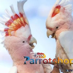 Cockatoo Parrots