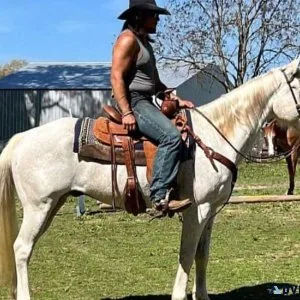 Matured horses ready for adoption