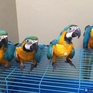 Hand Reared Blue and Gold Macaws for sale