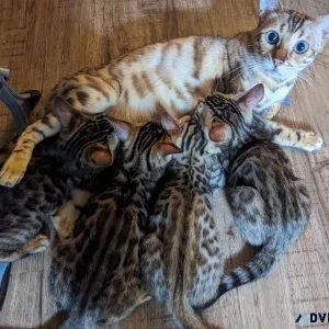 Bengal Kittens