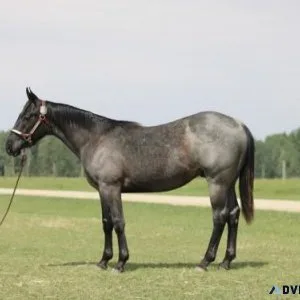 Horse For Sale Blue Roan Yearling Stud