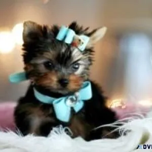 Top Quality Yorkshire Terrier Puppies For Sale 