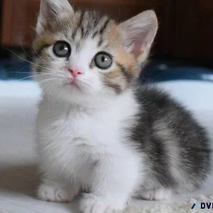 Cute kitten for sale