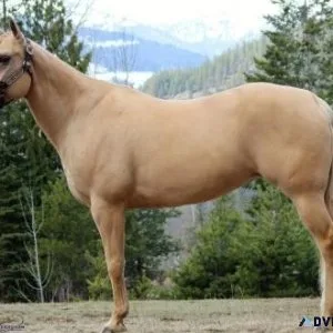2016 AQHAPHBA mare