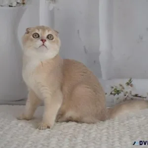 Adorable kitten for sale