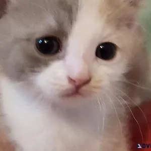 Munchkin kitten