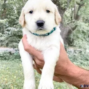 AmericanEnglish golden retriever puppies