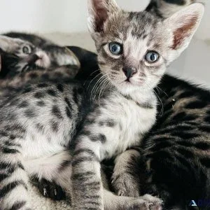 Bengal kittens for sale