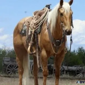 2016 AQHA Palomino Solid Seasoned Ranch Gelding