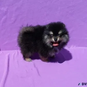 TEACUP BLACK WITH TAN POMERANIAN PUPPY MALE
