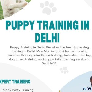Professional Puppy Training in Delhi